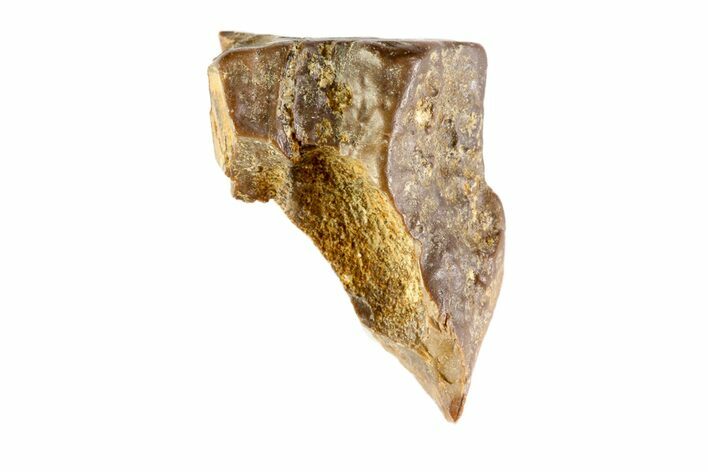 Partial Triceratops Shed Tooth - Montana #72496